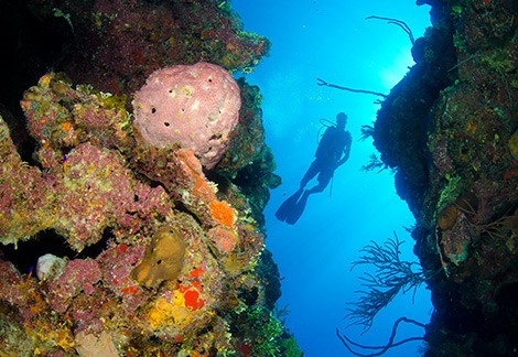 PADI Advanced Open Water Diver Grand Cayman